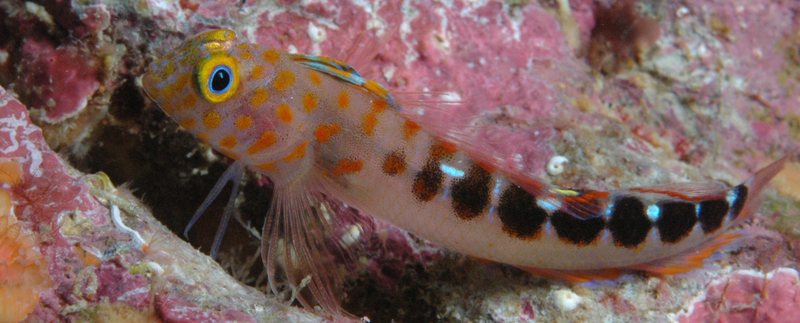 Blue Dot Triplefin (Notoclinops caerulepunctus) - Wiki; DISPLAY FULL IMAGE.