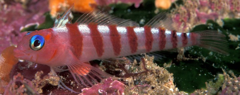 Blue-eyed Triplefin (Notoclinops caerulepunctus) - Wiki; DISPLAY FULL IMAGE.