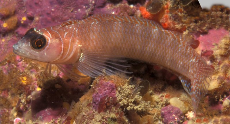 Spectacled Triplefin (Ruanoho whero) - Wiki; DISPLAY FULL IMAGE.