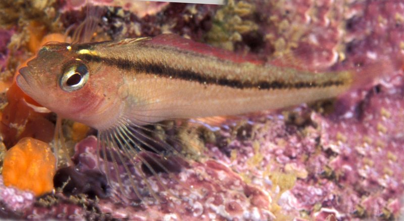 Common Triplefin (Forsterygion lapillum) - Wiki; DISPLAY FULL IMAGE.