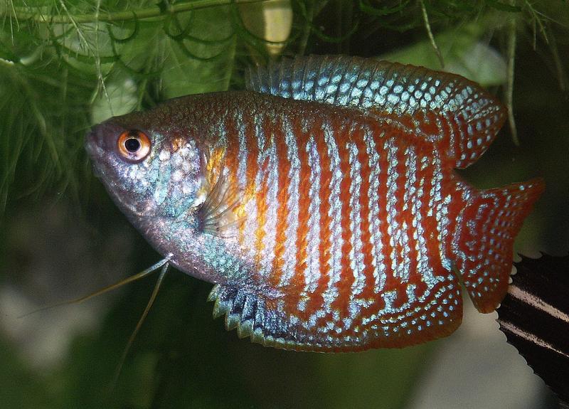 Dwarf Gourami (Colisa lalia) - Wiki; DISPLAY FULL IMAGE.