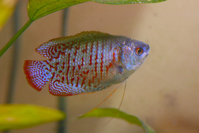 Dwarf Gourami (Colisa lalia) - blue morph; DISPLAY FULL IMAGE.