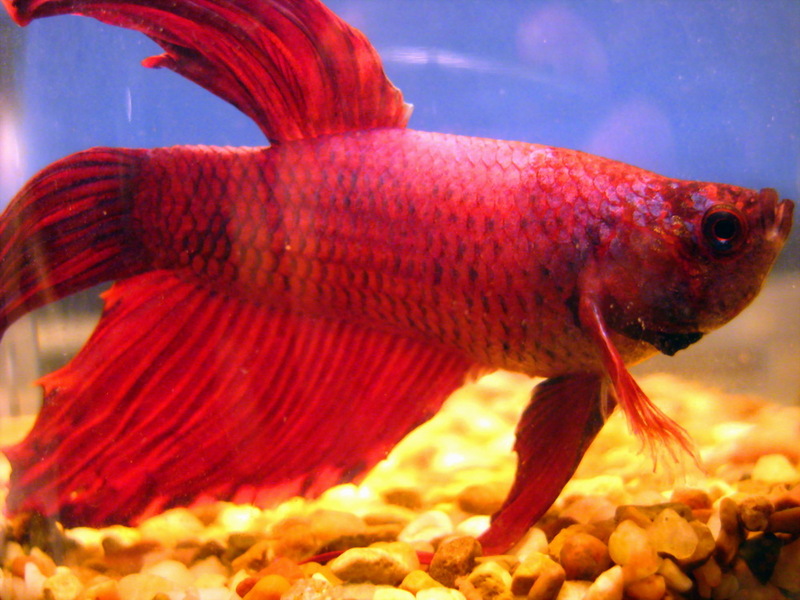 Siamese Fighting Fish (Betta splendens) - Wiki; DISPLAY FULL IMAGE.