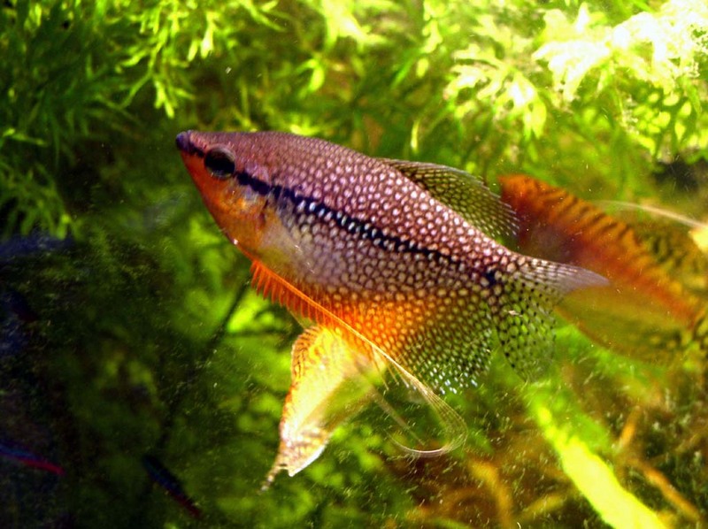 Pearl Gourami (Trichogaster leeri) - Wiki; DISPLAY FULL IMAGE.