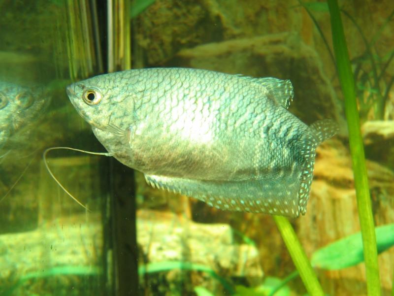 Three-spot Gourami (Trichogaster trichopterus) - Wiki; DISPLAY FULL IMAGE.