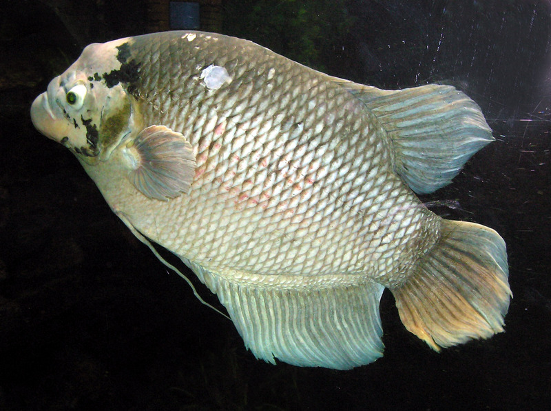 Giant Gourami (Osphronemus goramy) - Wiki; DISPLAY FULL IMAGE.