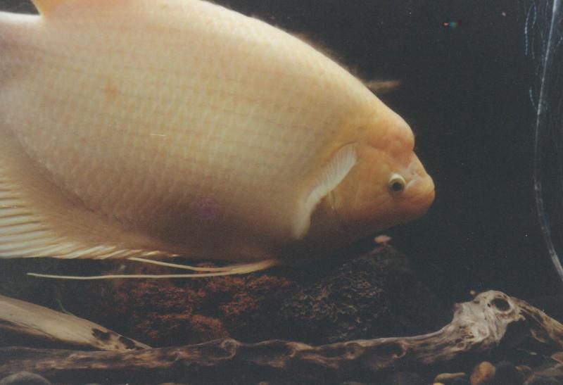 Giant Gourami (Osphronemus goramy) - Golden Giant Gourami; DISPLAY FULL IMAGE.