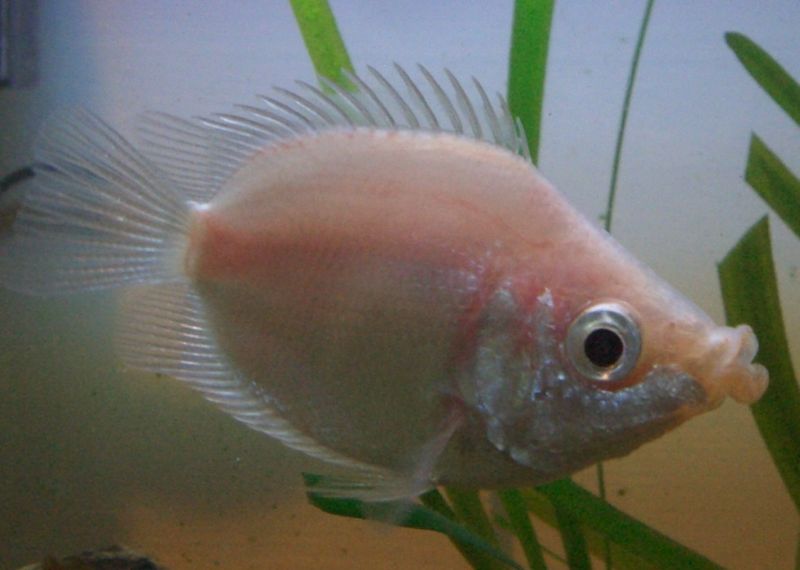 Kissing Gourami (Helostoma temminckii) - Wiki; DISPLAY FULL IMAGE.