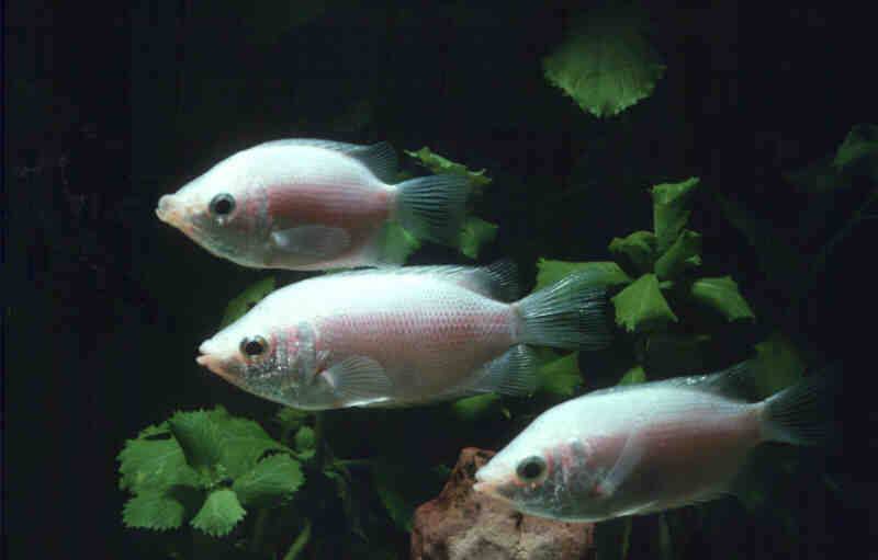 키씽구라미 (Helostoma temminckii) - Kissing Gourami; DISPLAY FULL IMAGE.