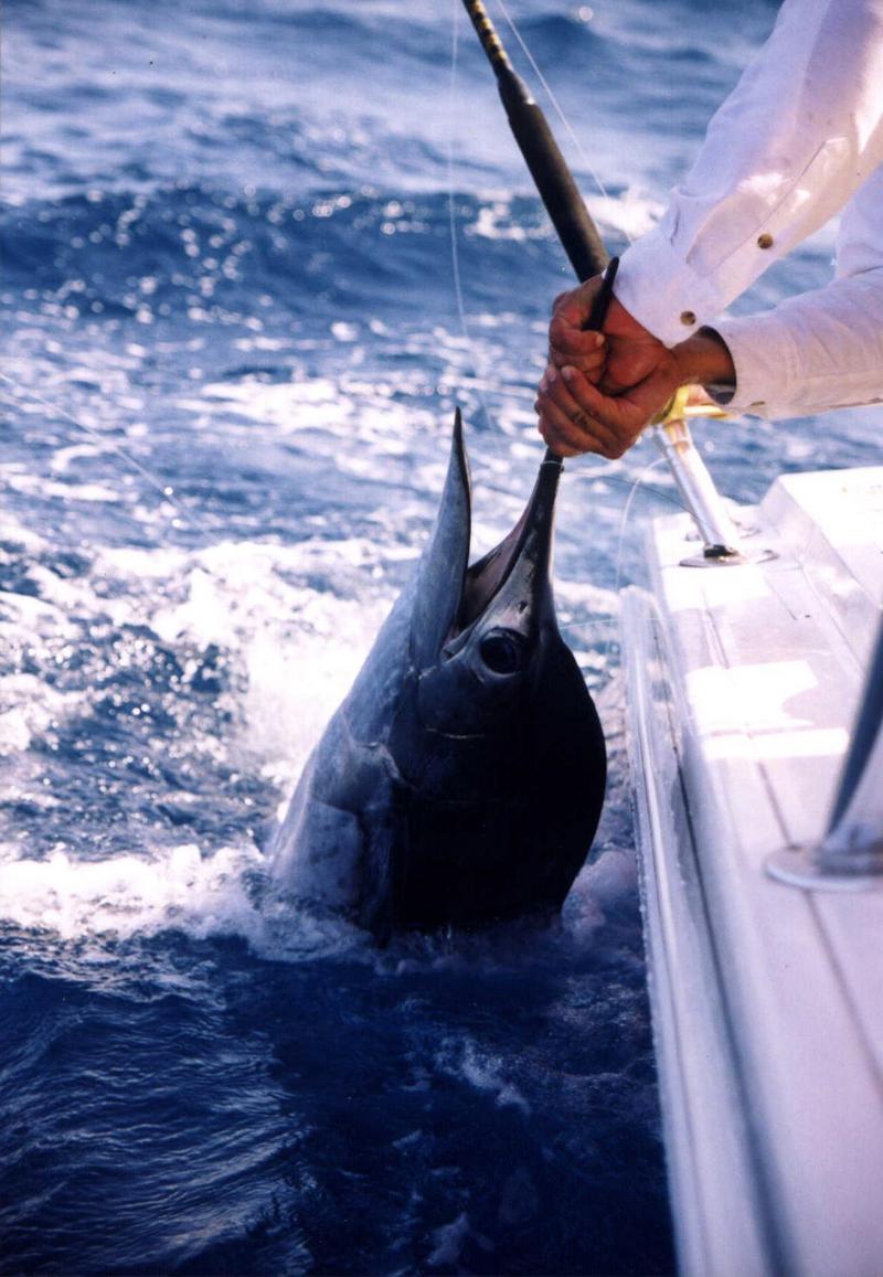 Atlantic sailfish (Istiophorus albicans); DISPLAY FULL IMAGE.