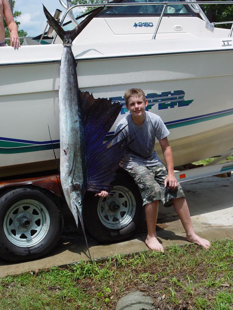 Atlantic Sailfish (Istiophorus albicans) - Wiki; DISPLAY FULL IMAGE.