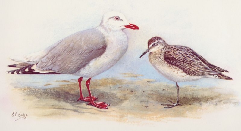 KARORO (Southern Black Billed Gull) and Black Billed Gull; DISPLAY FULL IMAGE.