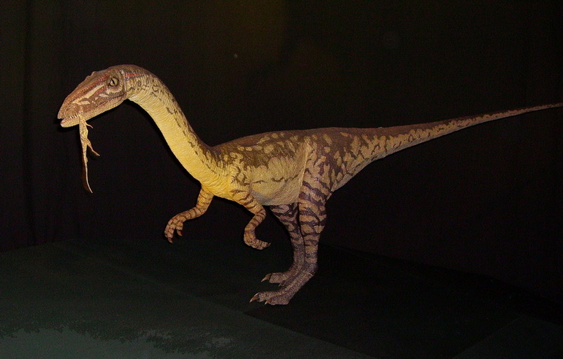 Coelophysis - Wiki; DISPLAY FULL IMAGE.