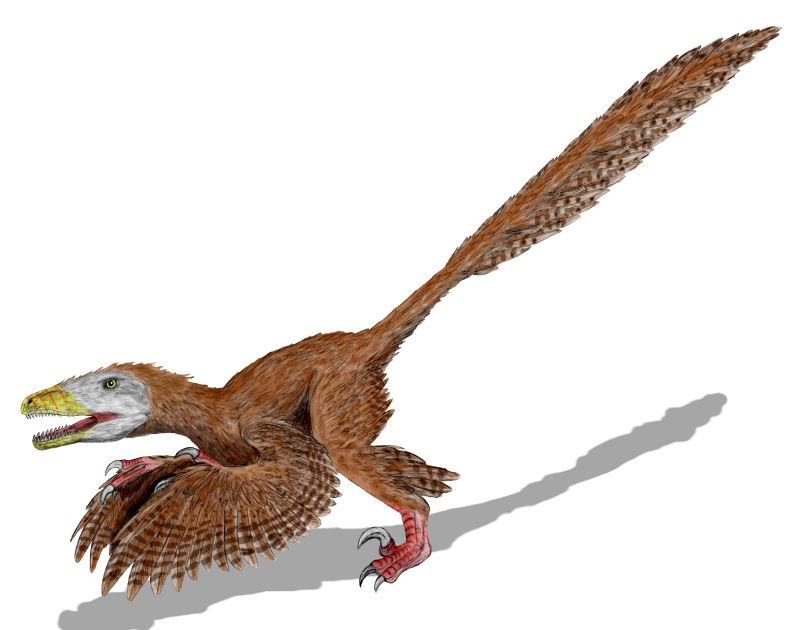 Deinonychus - Wiki; DISPLAY FULL IMAGE.