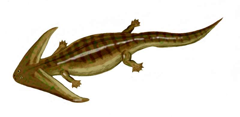 Diplocaulus - Wiki; DISPLAY FULL IMAGE.