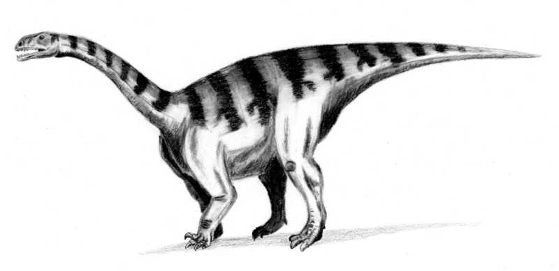Sellosaurus - Wiki; DISPLAY FULL IMAGE.