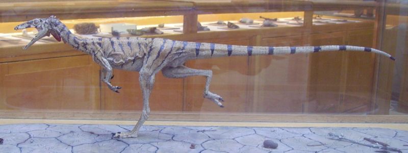 Compsognathus - Wiki; DISPLAY FULL IMAGE.