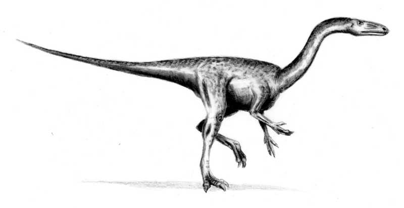 Segisaurus - Wiki; DISPLAY FULL IMAGE.