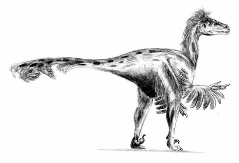 Dromaeosaurus - Wiki; DISPLAY FULL IMAGE.