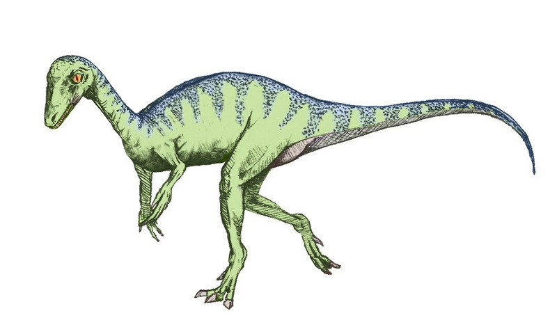 Eoraptor - Wiki; DISPLAY FULL IMAGE.