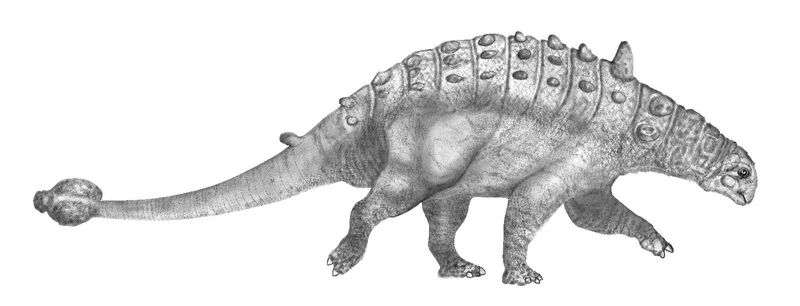 Euoplocephalus - Wiki; DISPLAY FULL IMAGE.