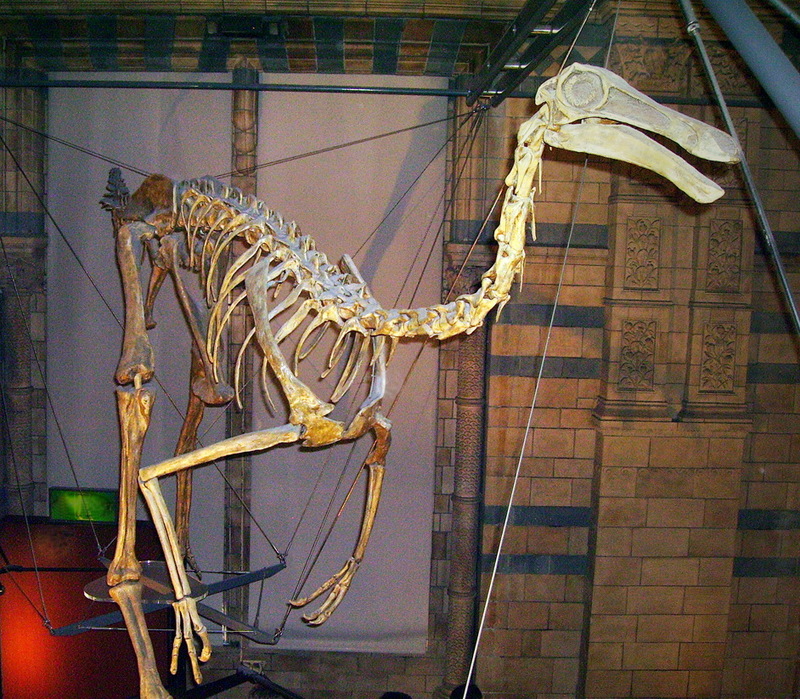 Gallimimus - Wiki; DISPLAY FULL IMAGE.