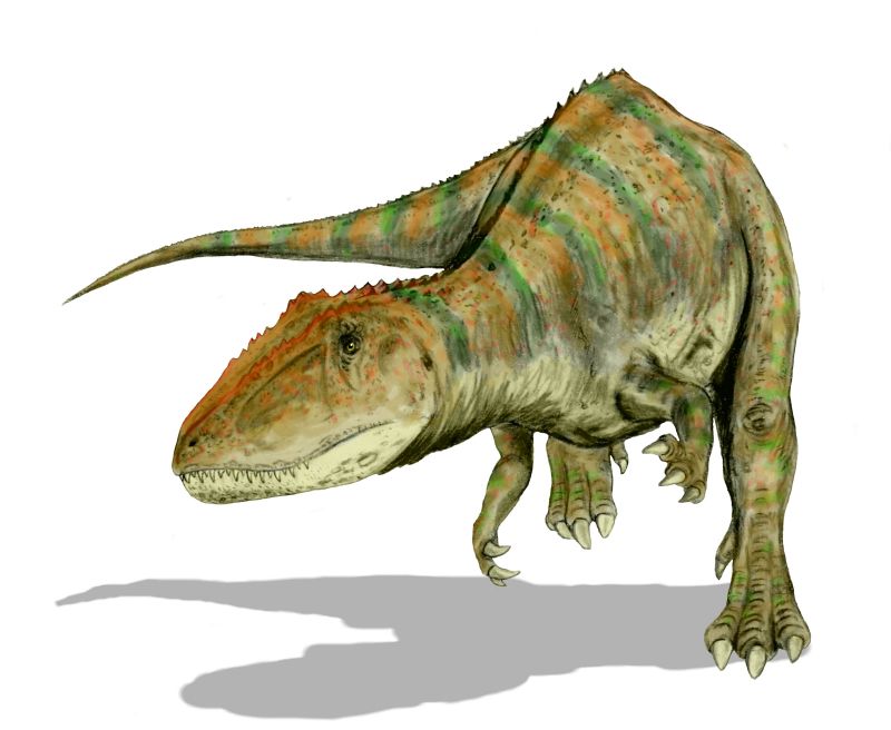 Carcharodontosaurus - Wiki; DISPLAY FULL IMAGE.