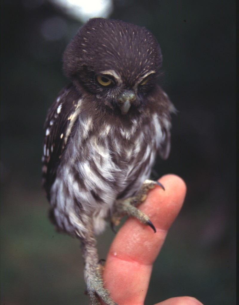 Ferruginous Pygmy-owl (Glaucidium brasilianum) - Wiki; DISPLAY FULL IMAGE.