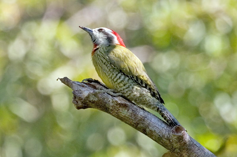 Cuban Green Woodpecker (Xiphidiopicus percussus) - Wiki; DISPLAY FULL IMAGE.