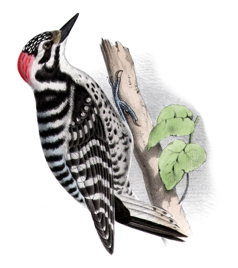 Nuttall's Woodpecker (Picoides nuttallii) - wiki; DISPLAY FULL IMAGE.