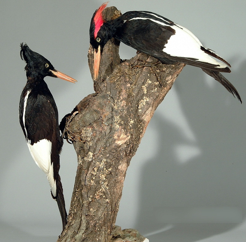 Imperial Woodpecker (Campephilus imperialis) - Wiki; DISPLAY FULL IMAGE.