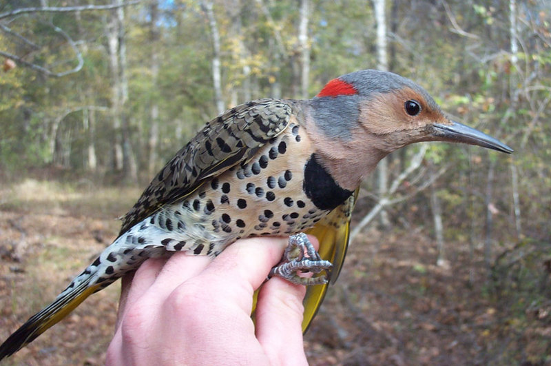 Yellow-shafted Flicker (Colaptes auratus auratus) female; DISPLAY FULL IMAGE.