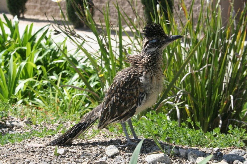 Roadrunner (Genus: Geococcyx) - wiki; DISPLAY FULL IMAGE.