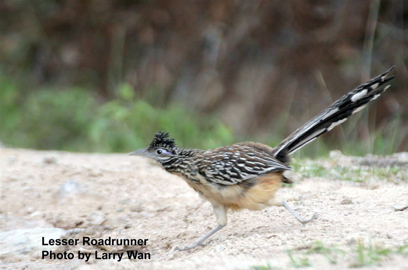 Lesser Roadrunner (Geococcyx velox) - wiki; DISPLAY FULL IMAGE.