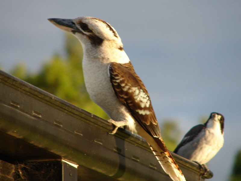 Kookaburra (Genus: Dacelo) - Wiki; DISPLAY FULL IMAGE.