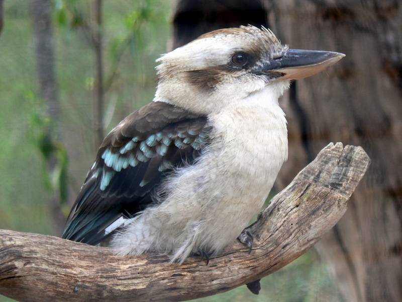 Laughing Kookaburra (Dacelo novaeguineae) - Wiki; DISPLAY FULL IMAGE.