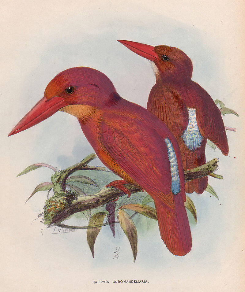Ruddy Kingfisher (Halcyon coromanda) - Wiki; DISPLAY FULL IMAGE.