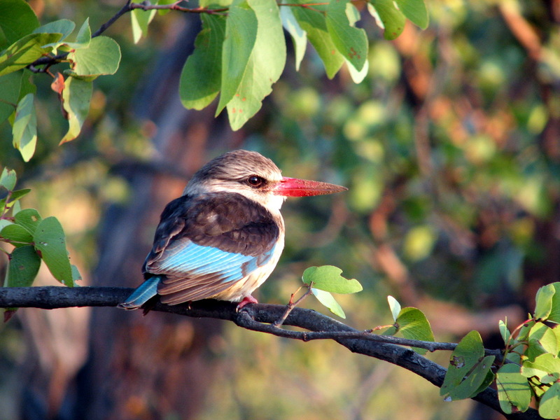 Brown-hooded Kingfisher (Halcyon albiventris) - wiki; DISPLAY FULL IMAGE.