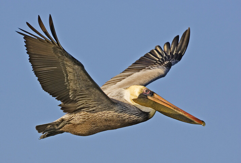 Brown Pelican (Pelecanus occidentalis) - wiki; DISPLAY FULL IMAGE.