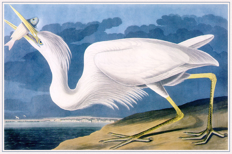 Great White Heron = white morph of great blue heron? Ardea herodias occidentalis; DISPLAY FULL IMAGE.