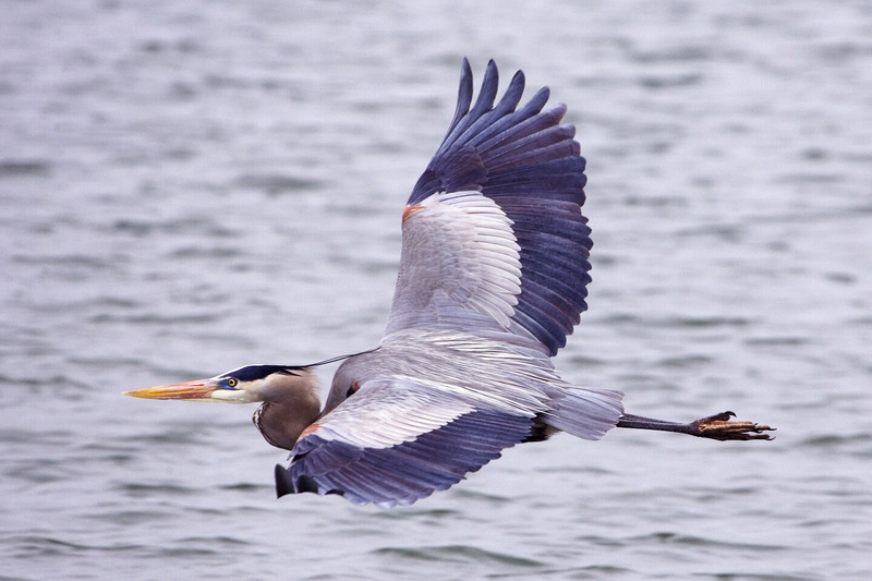 Great Blue Heron (Ardea herodias) - wiki; DISPLAY FULL IMAGE.