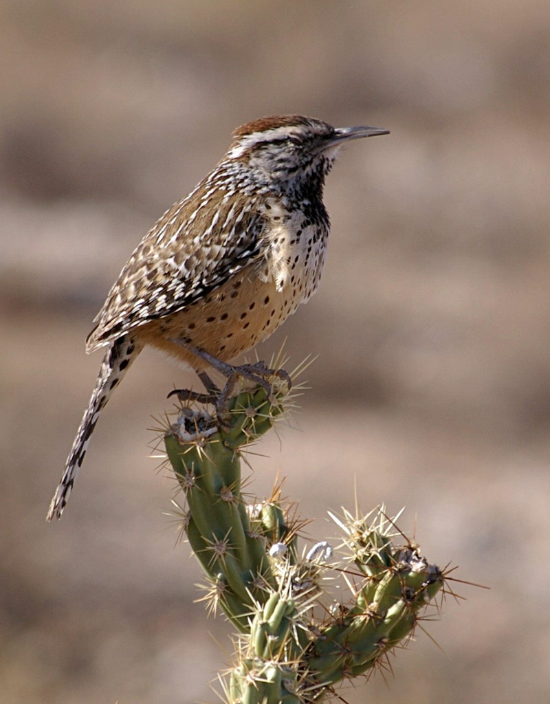 Cactus Wren (Campylorhynchus brunneicapillus) - wiki; DISPLAY FULL IMAGE.