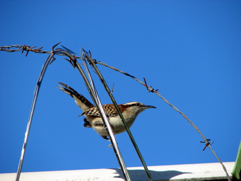 Rufous-naped Wren (Campylorhynchus rufinucha) - wiki; DISPLAY FULL IMAGE.