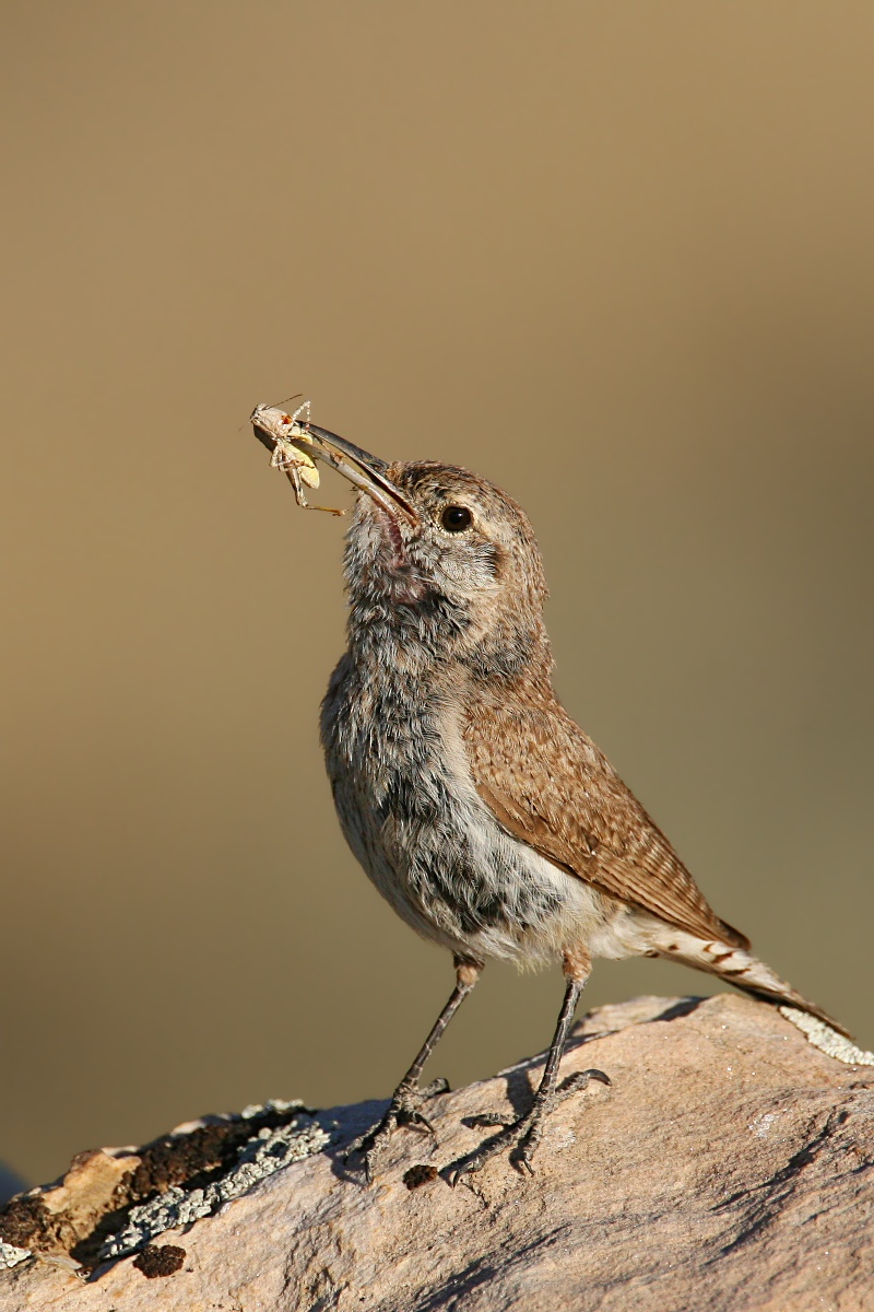 Rock Wren (Salpinctes obsoletus) - wiki; DISPLAY FULL IMAGE.