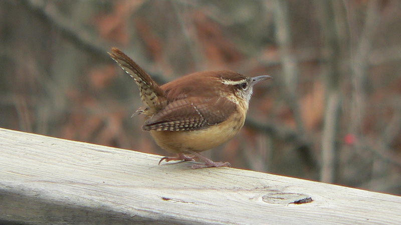 Carolina Wren (Thryothorus ludovicianus) - wiki; DISPLAY FULL IMAGE.