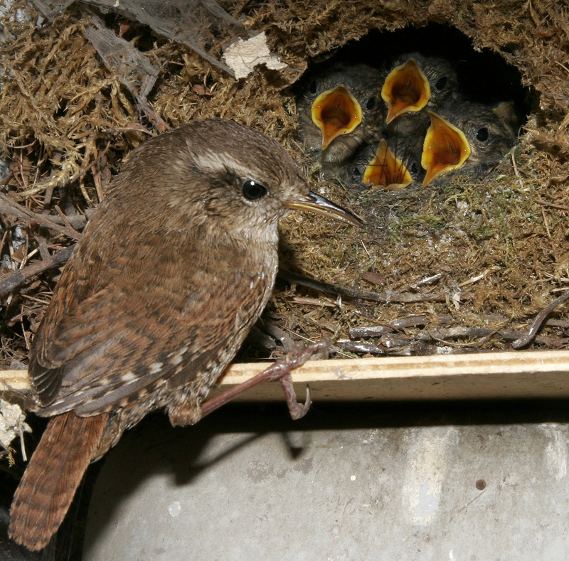 Winter Wren (Troglodytes troglodytes) - wiki; DISPLAY FULL IMAGE.