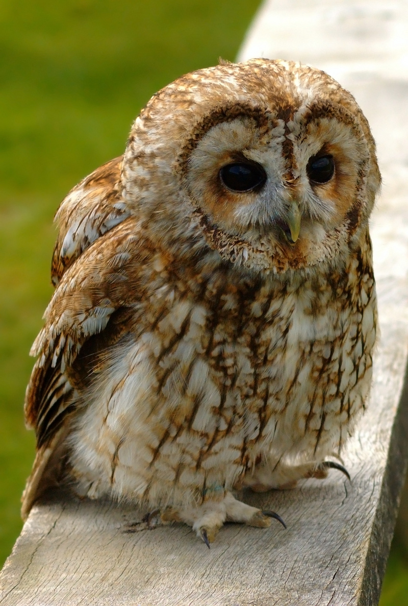 Tawny Owl (Strix aluco) - wiki; DISPLAY FULL IMAGE.