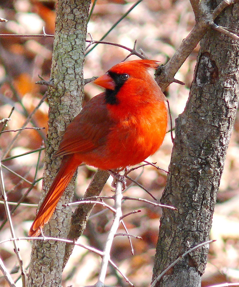 Northern Cardinal (Cardinalis cardinalis) - wiki; DISPLAY FULL IMAGE.