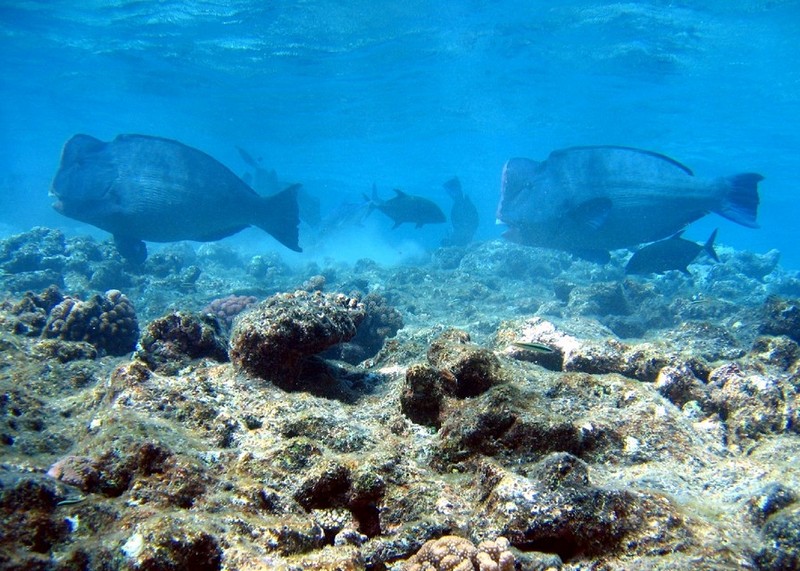 Green Humphead Parrotfish (Bolbometopon muricatum) - wiki; DISPLAY FULL IMAGE.