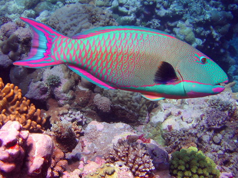 Bicolor parrotfish (Cetoscarus bicolor) male; DISPLAY FULL IMAGE.